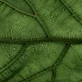 Detail van groen blad